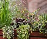 Elegante Blumentopfe fur die Terrasse u2013 welche Modelle wahlen?