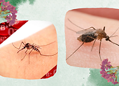 Mücken, wie kann man sich effektiv davor schützen? Wir stellen Hausmittel vor!