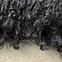 Teppich Shaggy GBA 200 0,6/0,9 schwarz,5