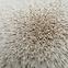 Teppich Emotion 0,8/1,5 EMO 500 creme,4