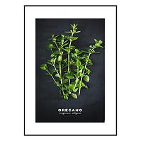 Bild Artbox 50x70 AB182 Oregano OB-14442
