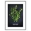 Bild Artbox 50x70 AB182 Oregano OB-14442