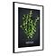 Bild Artbox 50x70 AB182 Oregano OB-14442,2