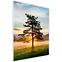 Bild Glasspik 50x70 GL374 Lone Tree,2