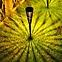LAMPE EKO1450 FLAME 1700K,2