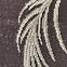Teppich Plutus 1,2/1,7 1020 0424,4