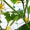 Blumennetz Plant Net 8G/m2 2x10m AS-CN08151720010,2