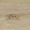 Vinylboden LVT Eiche Texas 4,2 mm/0,3 mm,4
