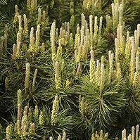 Pinus mugo var. Pumilio