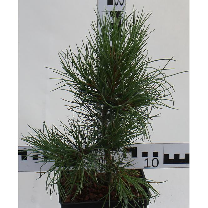 Pinus Cembra C3l
