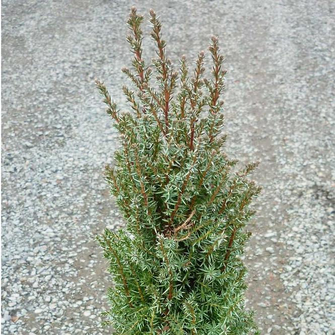 Juniperus comm. Compressa