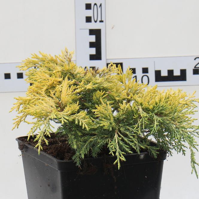 Juniperus Pfitzeriana (X) Gold Star I Golden Joy