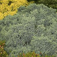 Juniperus Squamata Blue Star
