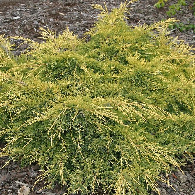 Juniperus pfitzeriana (x) Gold Star