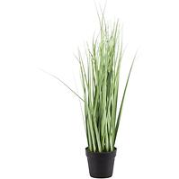 Gras in einem topfi 45 cm 442723