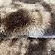 Teppich Shaggy 1,2/1,7 RS-ZR,6