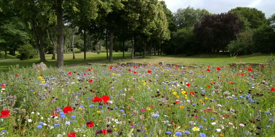 Eine Blumenwiese als Alternative zum Rasen 