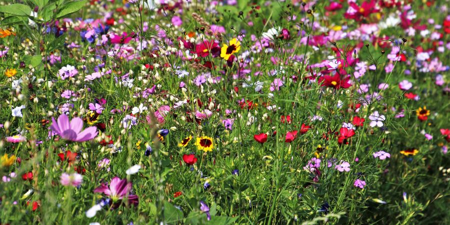 Wie eine Blumenwiese anlegen? 